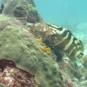 Pic 20 - Grouper at a cleaning station