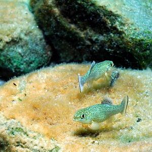 Pic 18 - aggravated pup fish