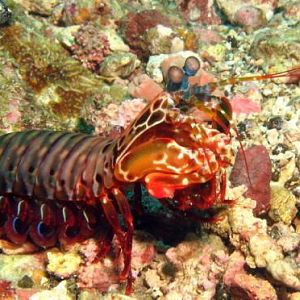 Pic 17 - mantis shrimp