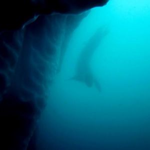 Pic 16 - Leopard Seal Silhouette