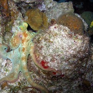 Pic 07 - Octopus