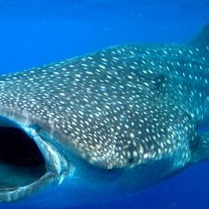 Pic 06 - Whale Shark