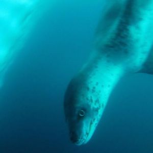 Pic 02 - Leopard Seal2