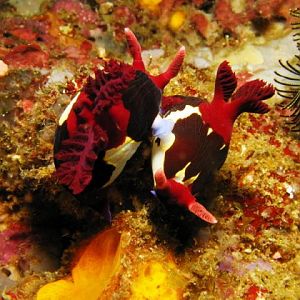 Pic 01 - mating nudis