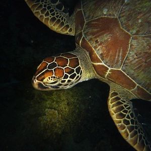 Australia 2010 Turtle 1