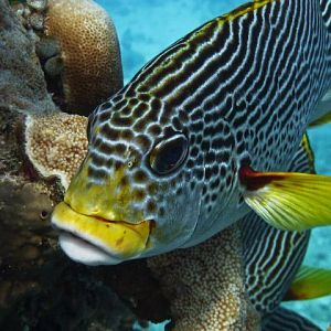 Australia 2010 Sweetlips