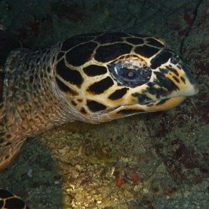 Australia 2010 Turtle 2