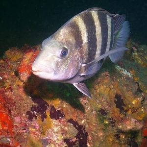 Rig dive from Freeport