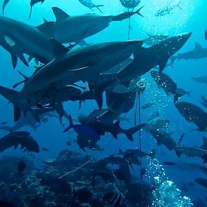 Australia 2010 Shark feed dive