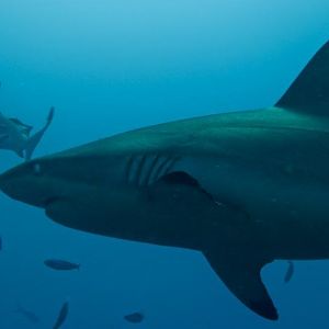 Australia 2010 Shark feed dive 3