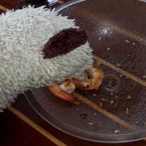 Australia 2010 Wet likes shrimp on the Barbee