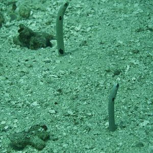 Australia 2010 Garden Eels
