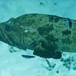 Australia 2010 Potato Cod