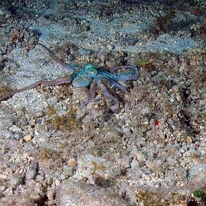 Octo
