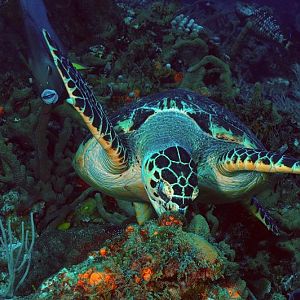 nother turtle