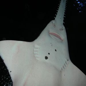 Sawfish