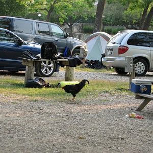 The 5am alarm invades the CHUM compound.