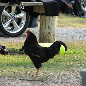 Forget the Landa Park trains...CHUM has a new alarm clock