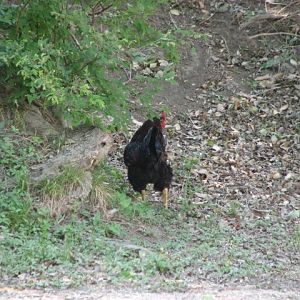Run, rooster, run!