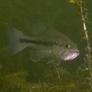 all your bass are belong to us