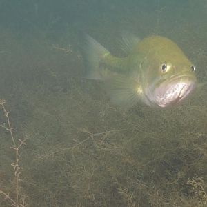 Mammoth Lake mug shot