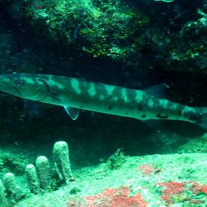 CamoCuda