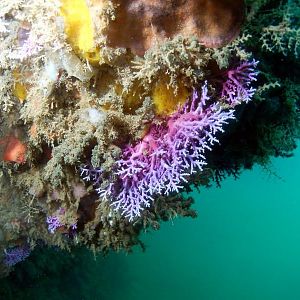 Shore Dive 5