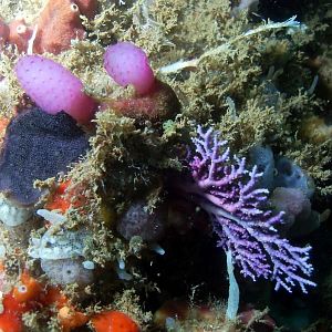 Shore Dive 6