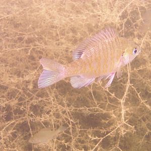 Mammoth Lake in June