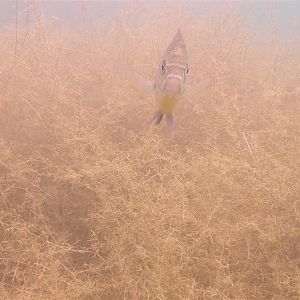 Mammoth Lake in June