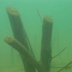 Mammoth Lake in June