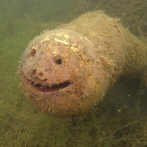 Mammoth Lake in June