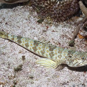 Lizard Fish?