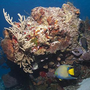 Just reef