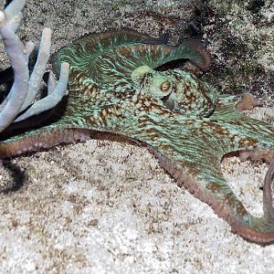 Octopus.....tons on the night dives