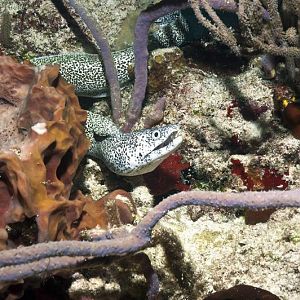 Snowflake Eel