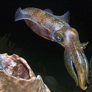 Cuttlefish