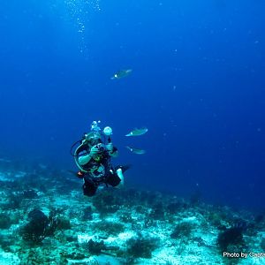 Reefhound Chasing Squid