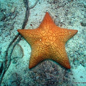 Star Fish