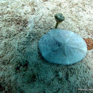 Sand Dollar