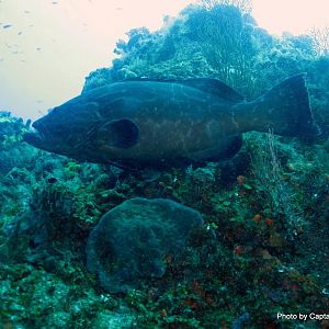 Grouper
