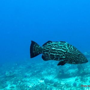 Black Grouper