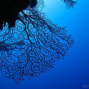 Sea Fan in the Blue