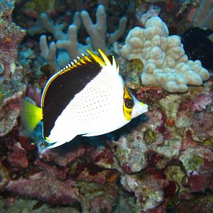 Tinker's Butterfly Fish