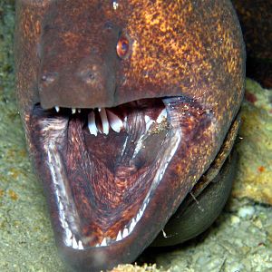 Eel Cleaning Station