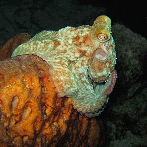 Octopus on Sponge