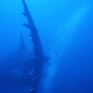 Whale Shark Tail