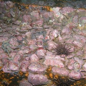 Oriskany encrustation