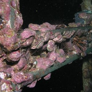 Oriskany encrustation