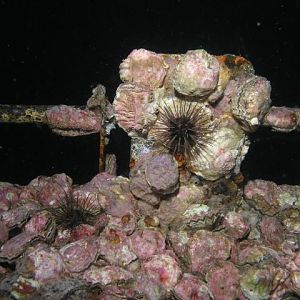 Oriskany encrustation